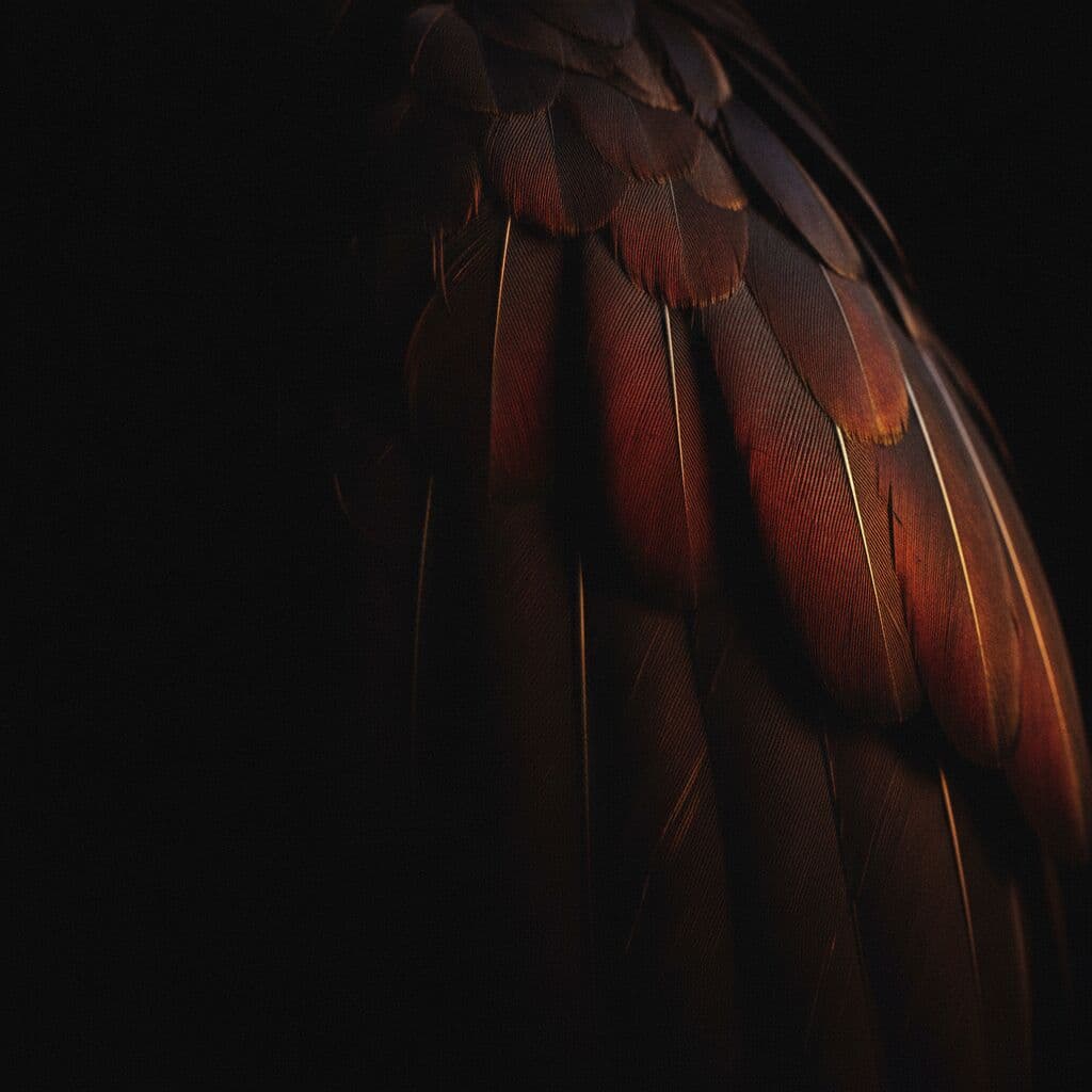 Spread black feathered wings against a dark backdrop — Wings, feather study